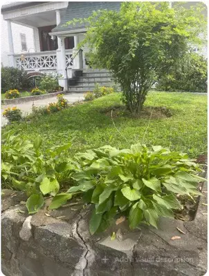 a bunch of plants in front of a house at Charming Victorian Home in the Heart of White Plains in White Plains