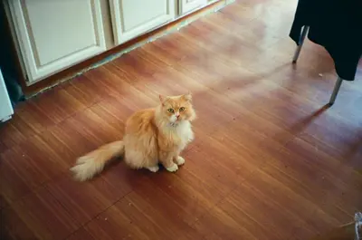 an orange and white cat sitting on a wooden floor at Cozy Brooklyn Home, Private Room in Host Shared Apartment in Brooklyn