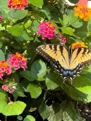 a butterfly sitting on a plant with flowers at Spacious Room with a View of the Woods in Armonk
