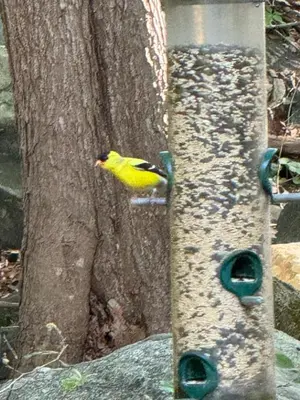 a yellow bird perched on a bird feeder on a tree at Spacious Room with a View of the Woods in Armonk