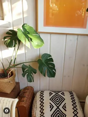 a room with a plant and a table with a pillow at New- Farm view-Winter escape with cozy fireplace in Lake Katrine