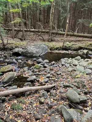 a stream with rocks and a log in a forest at Twin pines 3 in Northville