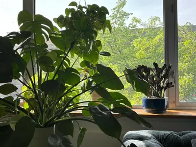 a plant sitting on a window sill in front of a window at 4 PEEPS Apt INWILLIAMSBURG in Brooklyn