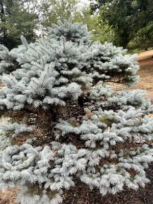 a white pine tree growing in a garden at Bright, Airy Home in Hudson! in Hudson