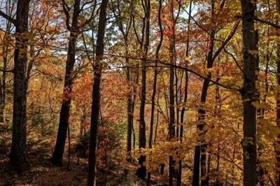 a group of trees with autumn leaves on them at Rustic Retreat Fireplace, Casino, Camelback Close to everything! in Mount Pocono