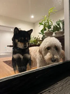 a dog and a cat standing in a mirror at Main Street cabin in Millerton