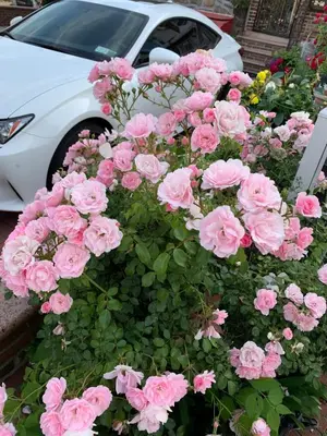 a bunch of pink roses in front of a car at Cheerful 2 BED ROOMS Apartment in heart of Queens in Jackson Heights