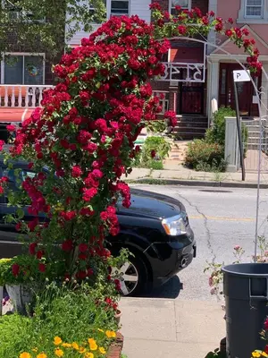 a bush of red flowers in front of a car at Cheerful 2 BED ROOMS Apartment in heart of Queens in Jackson Heights