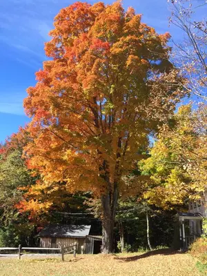 a maple tree in the fall at 1894 Catskills Farmhouse Retreat in Tannersville