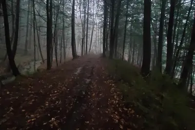 a misty trail in the woods with trees at Timber Riverhouse in Readsboro
