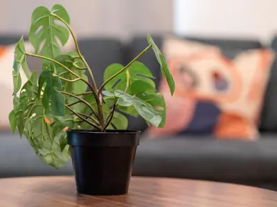 a plant in a black pot on a table at New 4 Apts-198-3 Bed Apt 1st Floor & 3 Bed Apt 2nd Floor - 1 Bed Studio Apt Ground Floor & 1 Bed Studio Apt Ground Floor near Penn Station EWR Newark NJ Airport Hospital Manhattan NYC in Newark