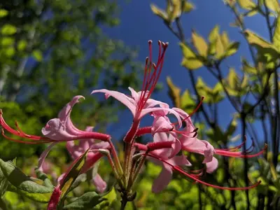 a close up of a pink flower with trees in the background at Piebald Mountain Pet Friendly Tents, Petersburg, New York
