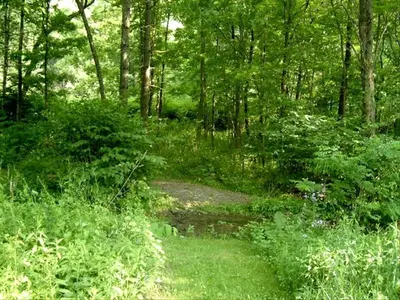 a path through a forest with trees and grass at Lovely Cottage Getaway in the Mountains near Phoenicia, New York in Chichester