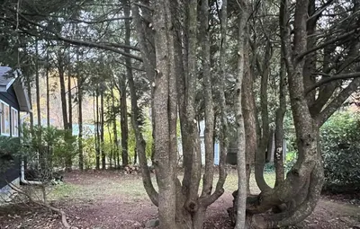 a group of trees in a forest next to a house at Phoenicia Bungalow in Phoenicia