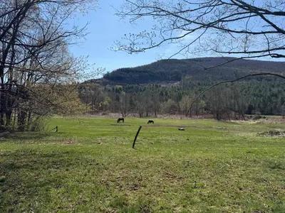 two horses grazing in a field of green grass at Tiny house of Walnut Grove in Ashland