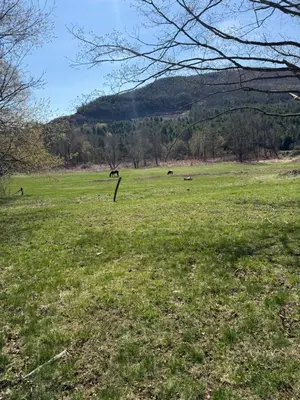 a field of grass with horses in the distance at Tiny house of Walnut Grove in Ashland