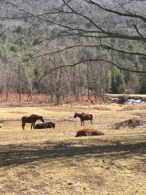 a group of horses grazing in a field at Walnut Grove in Ashland