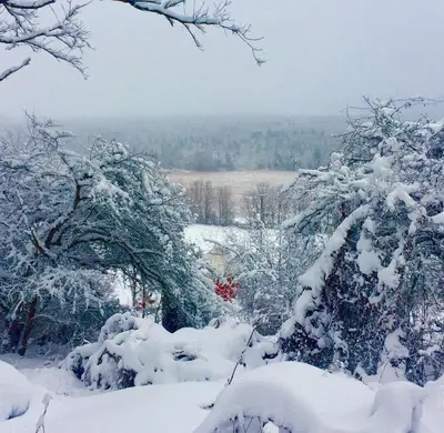 a snow covered yard with trees and a field at Modern Countryside Yurt Rental in Waterville, Upstate New York in Waterville