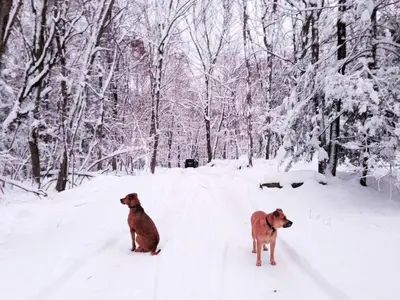 two dogs sitting in the snow in a forest at Peaceful Tree House Nestled Away in Hudson Valley, New York in Carmel Park Estates