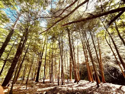 a forest of trees with the sun shining through them at Romantic Glamping Getaway in a Pet Friendly Caravan, Ideal to Explore Hudson Valley in New Forge