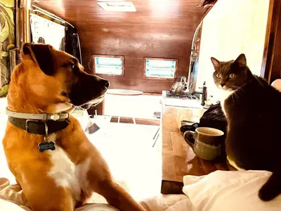 a dog and a cat sitting on a bed at Romantic Glamping Getaway in a Pet Friendly Caravan, Ideal to Explore Hudson Valley in New Forge