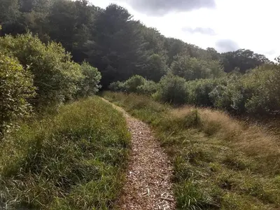 a dirt trail in a field with trees at Cozy Unique Tiny Cabin with Beautiful Views in Livingston Manor, New York in Livingston Manor