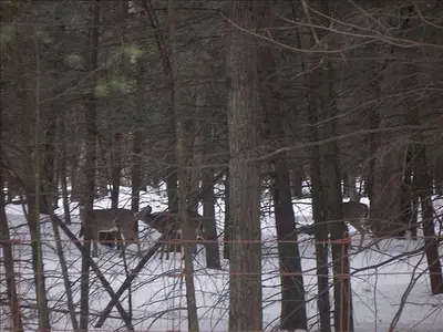 two wolves walking in the snow in the woods at Rustic Log Cabin in the Catskills, Upstate New York in Olivebridge