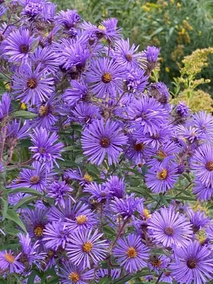 a bunch of purple flowers in a garden at Rustic Safari Tent on a Wonderful Farm Surrounded by Nature for an Amazing Glamping Experience in Otego, New York in Otego