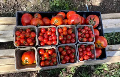 a bunch of baskets of tomatoes on a wooden table at Rustic Safari Tent on a Wonderful Farm Surrounded by Nature for an Amazing Glamping Experience in Otego, New York in Otego