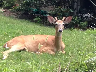 a deer laying in the grass in a field at Rustic Safari Tent on a Wonderful Farm Surrounded by Nature for an Amazing Glamping Experience in Otego, New York in Otego