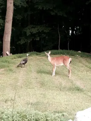 a gazelle and a bird standing in a field at Rustic Safari Tent on a Wonderful Farm Surrounded by Nature for an Amazing Glamping Experience in Otego, New York in Otego