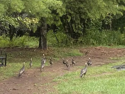 a group of birds walking in a field at Rustic Safari Tent on a Wonderful Farm Surrounded by Nature for an Amazing Glamping Experience in Otego, New York in Otego