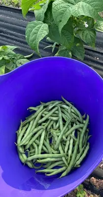 a bowl of green beans on a blue plate at Rustic Safari Tent on a Wonderful Farm Surrounded by Nature for an Amazing Glamping Experience in Otego, New York in Otego