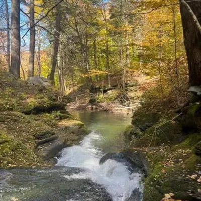 a stream in the middle of a forest at Spacious Cabin Rental next to Balsam Mountain in Upstate New York in Big Indian