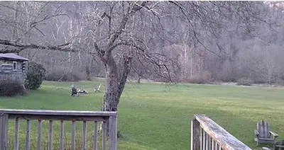 a tree in a field next to a wooden fence at Family-Friendly Cabin Accommodation with Large Yard near Woodstock in Big Indian