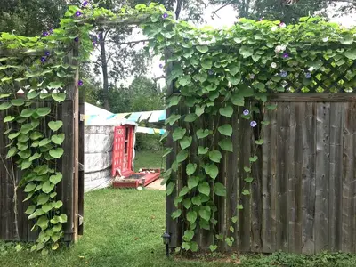 a wooden fence with ivy on it in a yard at Authentic Mongolian Yurt for a Serene Healing Retreat in Saratoga Springs, New York in Saratoga Springs