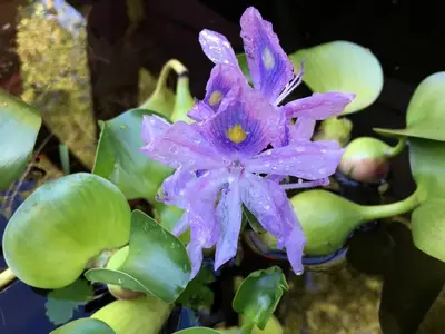 a purple flower on a plant with green leaves at Authentic Mongolian Yurt for a Serene Healing Retreat in Saratoga Springs, New York in Saratoga Springs