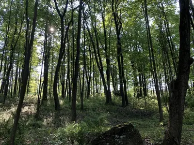 a wooded area with trees and a rock at Luxurious Safari Tent in Cooperstown, NY - Perfect Glamping Spot for a Romantic Getaway in Cooperstown