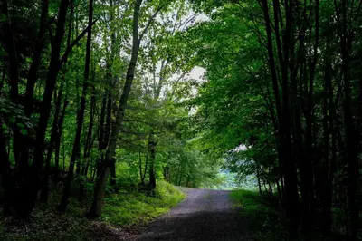 a dirt road through a forest with trees at Four Season Retreat in Heart of the Catskills in Fleischmanns