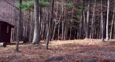 a forest of trees with a cabin in the background at Pet-Friendly Rustic Cabin on Grafton Mountain, New York in Johnsonville