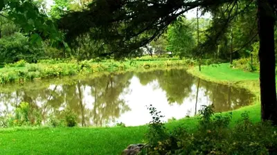 a pond in a park with a tree and grass at Hilltop Cottage Rental Overlooking Creek near Albany in Upstate New York in Fly Creek