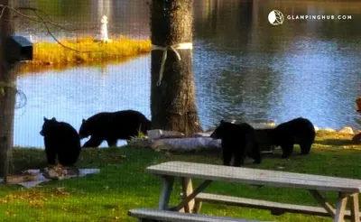 a group of black bears walking by a lake at Charming Waterfront Cottage Rental near Topsmead State Forest, Connecticut in Harwinton