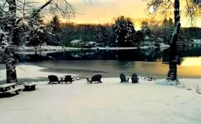 a group of cows in the snow near a lake at Charming Waterfront Cottage Rental near Topsmead State Forest, Connecticut in Harwinton