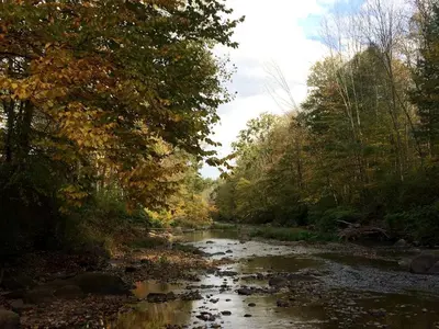 a river with leaves on the water and trees at Superb Family Cabin with Mountain Views and Deck in Shandaken, New York in Shandaken