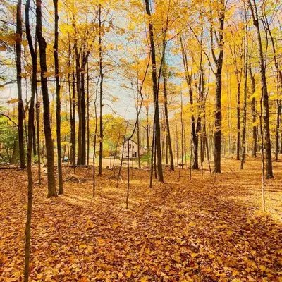 a forest of trees with leaves on the ground at Modern Cottage Perfect for Glamping in New York State in Accord