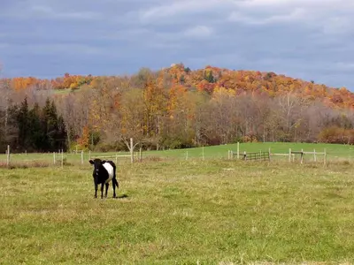 a black and white cow standing in a field at Unique Vacation Rental on a Working Farm near Hudson, New York in Hudson
