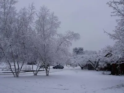 a snow covered yard with trees and a car parked at Pet-Friendly Cottage in a Working Farm near Hudson, New York in Hudson
