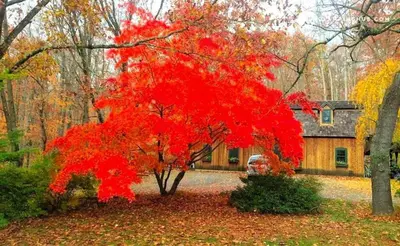a red tree in front of a house at Peaceful Getaway above a Beautiful Yoga Studio near Devil's Den Nature Preserve, Connecticut in Redding