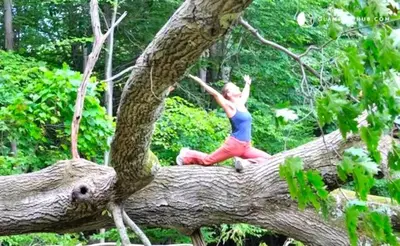 a woman is sitting on a tree branch at Peaceful Getaway above a Beautiful Yoga Studio near Devil's Den Nature Preserve, Connecticut in Redding