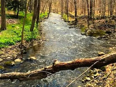 a path in the woods with a fallen tree crossing a stream at Peaceful Getaway above a Beautiful Yoga Studio near Devil's Den Nature Preserve, Connecticut in Redding